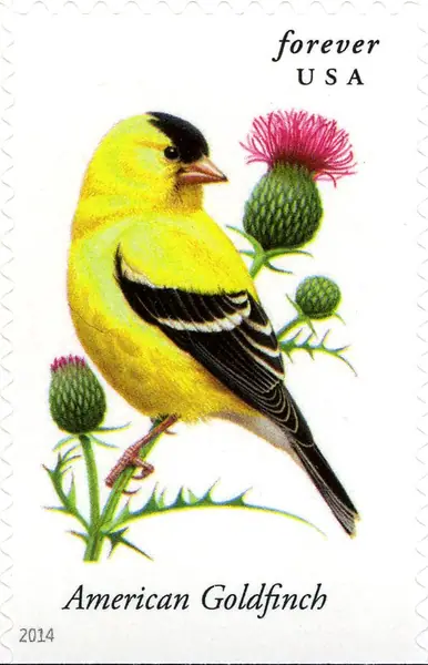 Songbirds - American Goldfinch