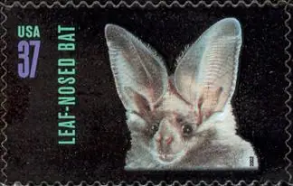 American Bats - Leaf-nosed Bat
