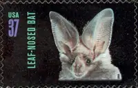 American Bats - Leaf-nosed Bat