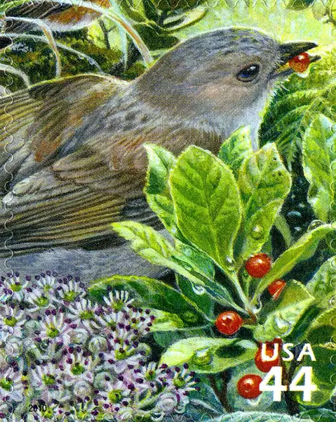 Hawaiian Rain Forest - Nature of America - Oma'o
