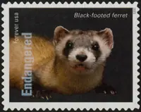 Endangered Species - The black-footed ferret (Mustela nigripes)