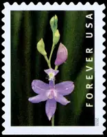 Wild orchids - Calopogon tuberosus