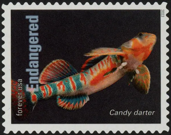 Endangered Species - Candy Darter (Etheostoma osburni)
