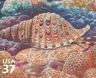 Pacific Coral Reef - Triton's Trumpet
