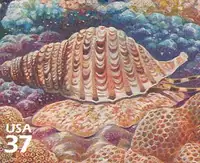 Pacific Coral Reef - Triton's Trumpet