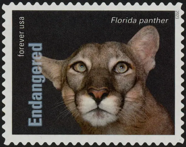 Endangered Species - The Florida panther (Puma concolor coryi)