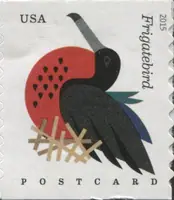 Coastal Birds - Frigatebird