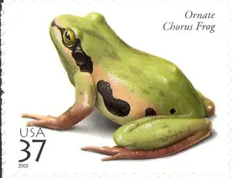 Reptiles and Amphibians - Ornate Chorus Frog