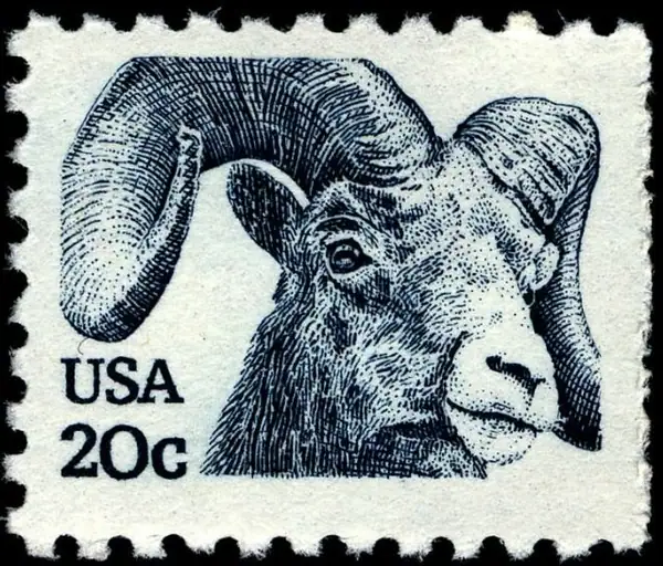 Rocky Mountain bighorn