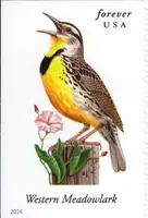Songbirds - Western Meadowlark