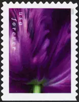 Tulip Blossoms