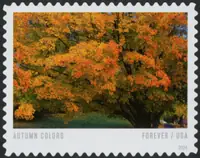 Autumn Colors