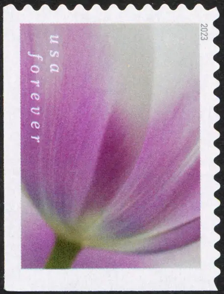 Tulip Blossoms