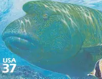 Pacific Coral Reef - Humphead Wrasse
