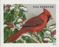 Songbirds in Snow