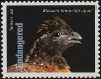 Endangered Species - Masked Bobwhite (Colinus virginianus ridgwayi)