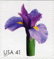 Beautiful Blooms - Iris