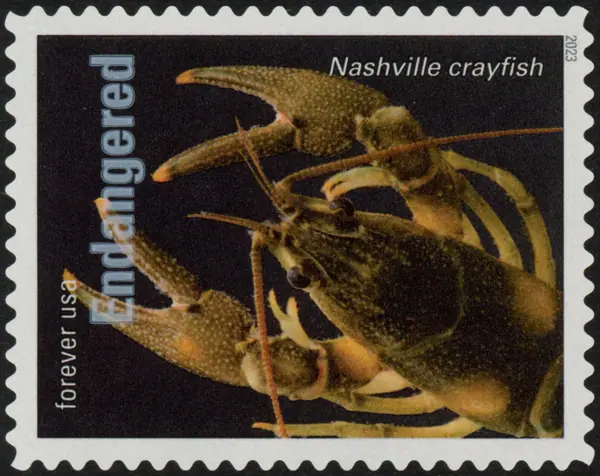 Endangered Species - Nashville crayfish (Orconectes shoupi)