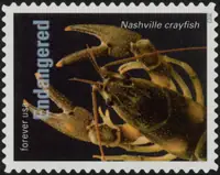 Endangered Species - Nashville crayfish (Orconectes shoupi)