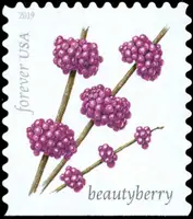 Winter berries - Beautyberry (Callicarpa americana)