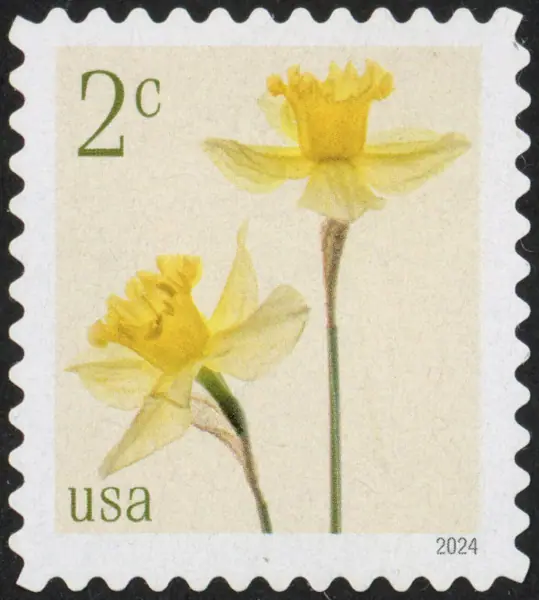 Daffodils