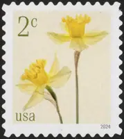 Daffodils