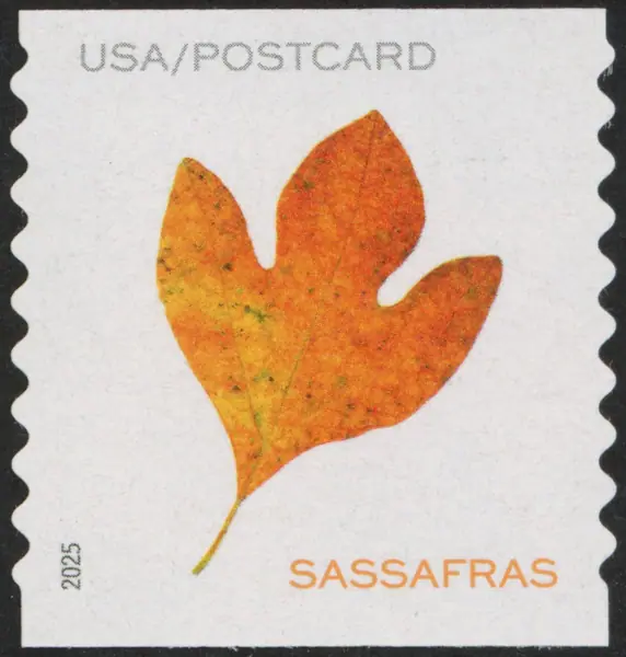 Vibrant Leaves (Postcard Rate)