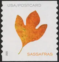Vibrant Leaves (Postcard Rate)