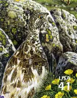 Nature of North America - Alpine Tundra - White-tailed Ptarmigan & Alpine Avens