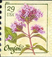 Herbs - Oregano
