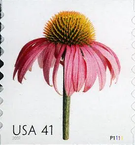 Beautiful Blooms - Cone flower