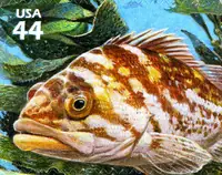 Nature of America - Kelp Forest - Copper Rockfish