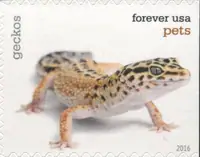 Pets - Geckos