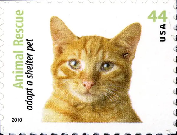 Animal Rescue - Adopt a Shelter Pet - Dogs & Cats