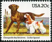 Chesapeake Bay retriever , Cocker Spaniel