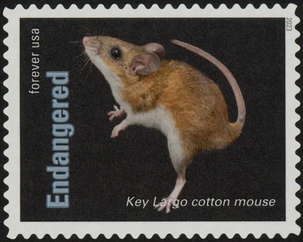 Endangered Species - The Key Largo cotton mouse (Peromyscus gossypinus allapaticola)