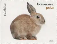 Pets - Rabbits