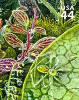 Hawaiian Rain Forest - Nature of America - Happyface Spider