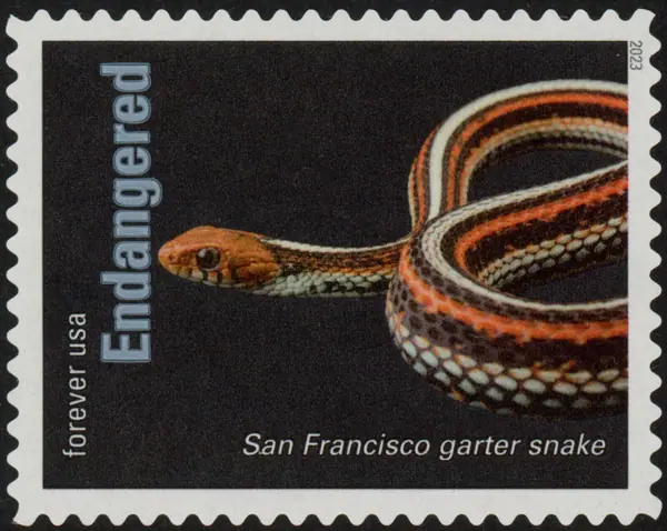 Endangered Species - The San Francisco garter snake (Thamnophis sirtalis tetrataenia)