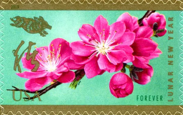 Year of the Boar