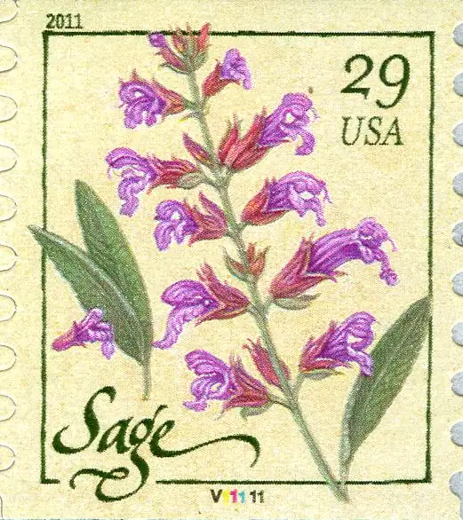 Herbs - Sage