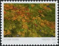 Autumn Colors