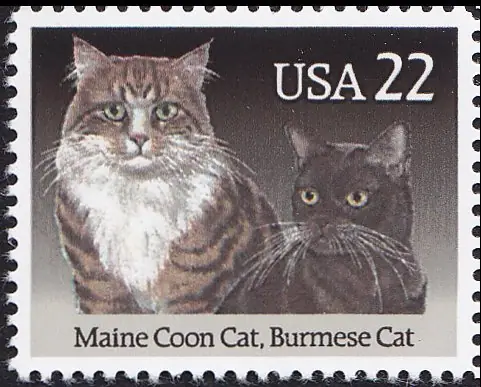 Maine Coon Cat , Burmese cat