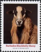 Heritage breeds