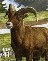 Nature of North America - Alpine Tundra - Bighorn Sheep