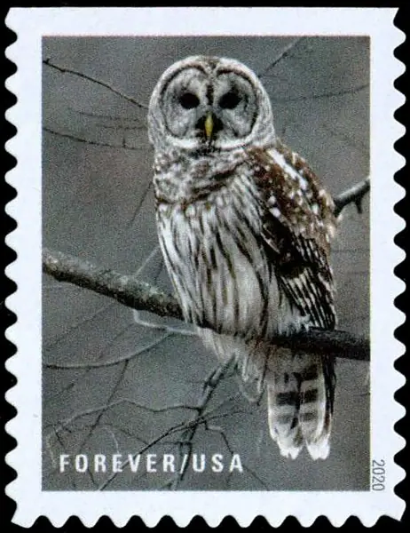 Winter scenes - Owl