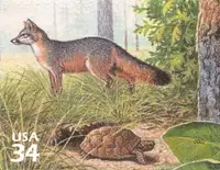 Beauty of Longleaf Pine Forest - Gray Fox & Gopher Tortoise
