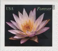 Water Lilies