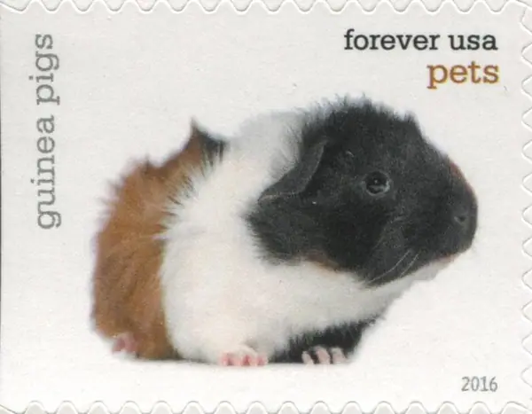 Pets - Guinea Pigs