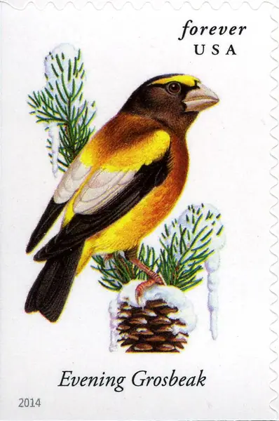 Songbirds - Evening Grosbeak